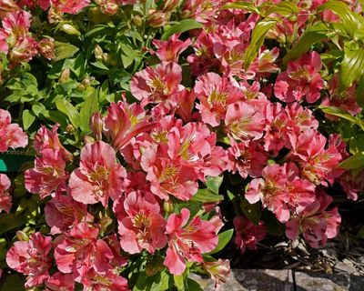 威尔士威尔士国家植物园