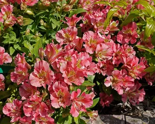 威尔士威尔士国家植物园