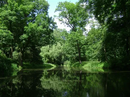 树,园林景观,湖泊,洞穴溶洞,热带丛林,森林反映在湖中