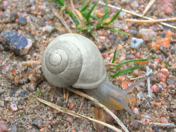蜗牛，软体动物，爬行，螺旋，软体动物，灰色