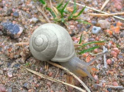 蜗牛，软体动物，爬行，螺旋，软体动物，灰色