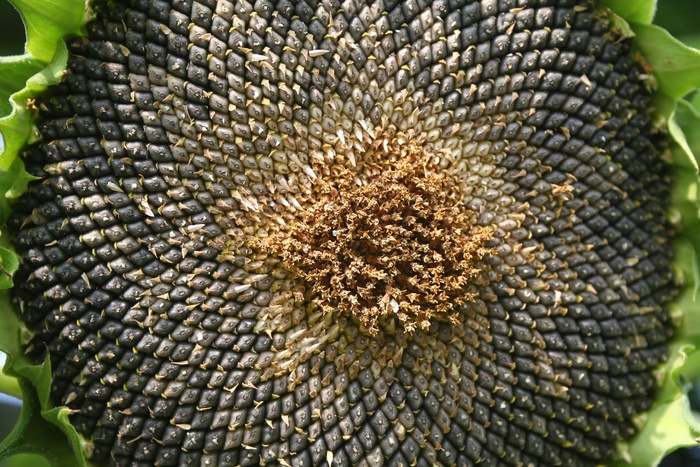 花，花的，向日葵，葵花籽，特写