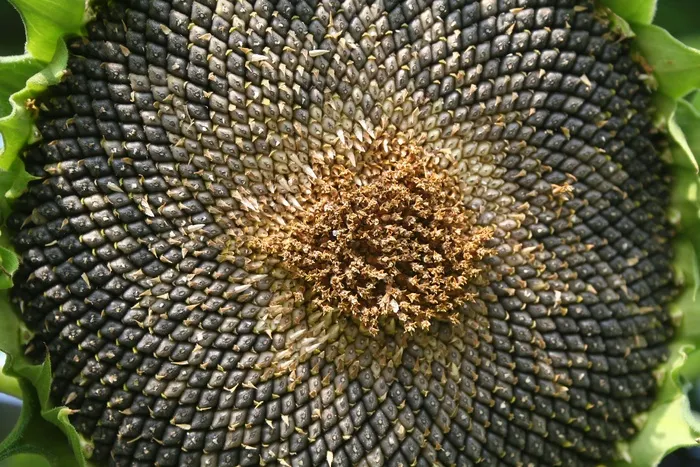 花，花的，向日葵，葵花籽，特写