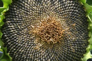 花，花的，向日葵，葵花籽，特写