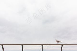 海鸥，鸟，坐，栏杆，性质，动物