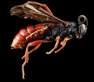 黄蜂，昆虫，宏，简介，野生动物，自然