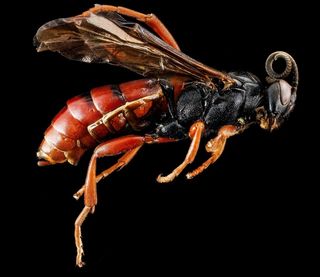 黄蜂，昆虫，宏，简介，野生动物，自然