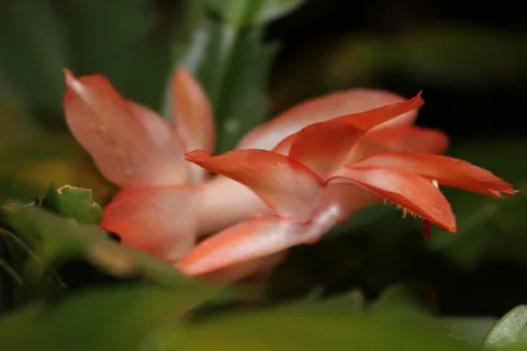圣诞仙人掌,花,植物,植物学,冬天,仙人掌 圣诞仙人掌,花,植物,植物学,冬天,仙人掌