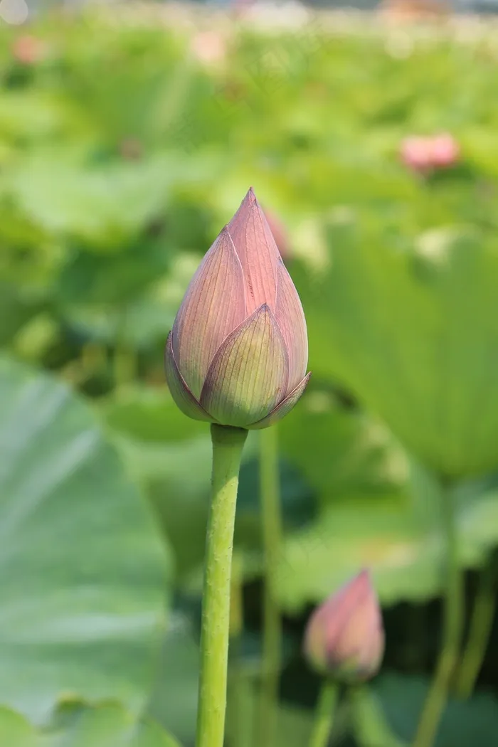 莲花芽，莲花，花，盛开，粉红色，植物，芽