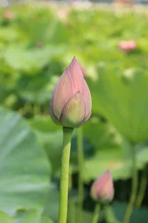 莲花芽,莲花,花,盛开,粉红色,植物,芽 莲花芽,莲花,花,盛开,粉红色,植物,芽