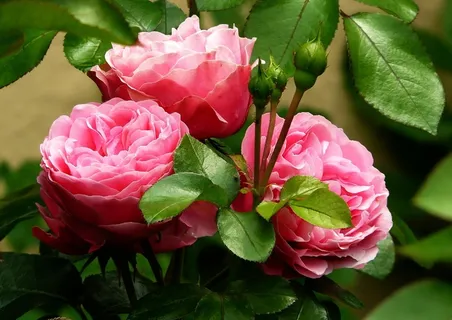 花卉,玫瑰花,蔷薇,齿苞秋海棠,蔷薇花,花园里的粉红玫瑰 花卉,玫瑰花,蔷薇,齿苞秋海棠,蔷薇花,花园里的粉红玫瑰