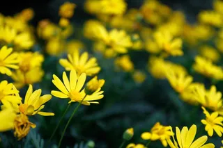 花，菊花，背景