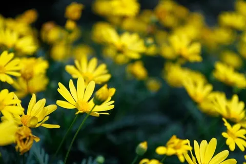 花,菊花,背景 花,菊花,背景