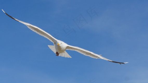 鸟，空气，Seemoeve，飞