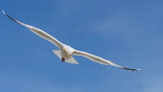 鸟，空气，Seemoeve，飞