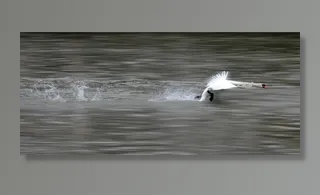 天鹅，起飞，鸟，飞行，自然，动物