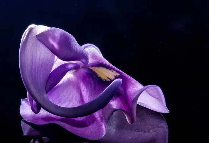 开花，花，野花，紫，紫色