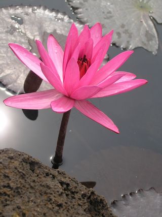 睡莲，花，百合，池塘，莲花，植物，盛开