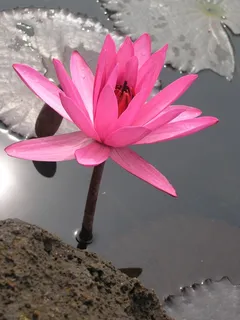 睡莲,花,百合,池塘,莲花,植物,盛开 睡莲,花,百合,池塘,莲花,植物,盛开