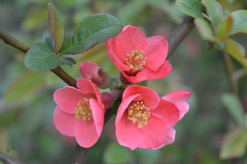 春天，盛开，开花，布什，花的，花园