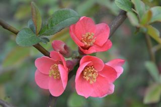 春天，盛开，开花，布什，花的，花园