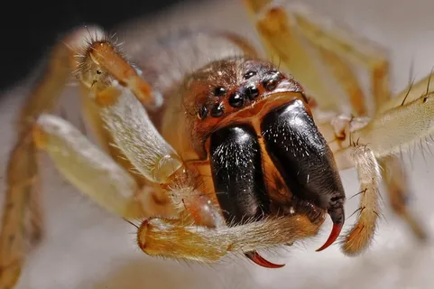 蜘蛛,蜘蛛,宏,昆虫,Bug,自然,动物 蜘蛛,蜘蛛,宏,昆虫,Bug,自然,动物