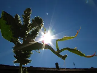 螳螂，动物，昆虫，第S天