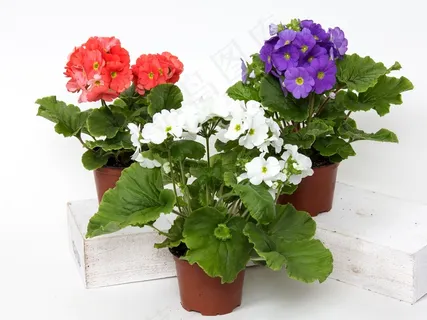 报春花,鲜花,杯报春花,室内植物,红色 报春花,鲜花,杯报春花,室内植物,红色