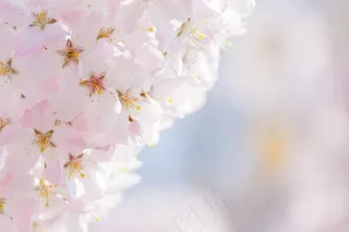 美丽，粉红色，植物，植物区系，性质，开花，光