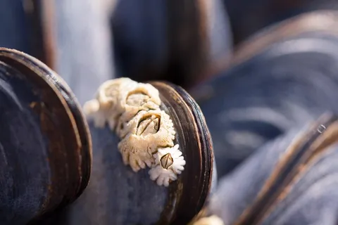 贻贝,藤壶,Mytilus,瓦特地区,沿海地区 贻贝,藤壶,Mytilus,瓦特地区,沿海地区