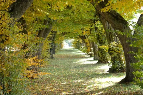 大道,城堡大道,劳普海姆,角树,树木 大道,城堡大道,劳普海姆,角树,树木