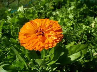 万寿菊，橙色，夏天，花园，叶，绿色