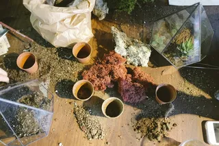 园艺，盆栽，植物，土壤