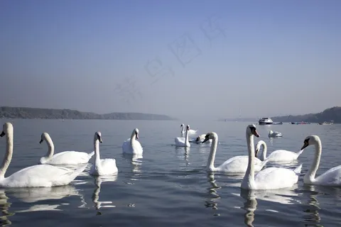 天鹅,江,水,美丽,白色,游泳,和平 天鹅,江,水,美丽,白色,游泳,和平