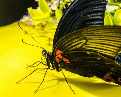 蝴蝶,昆虫,眼睛,探针,长鼻,卷起 蝴蝶,昆虫,眼睛,探针,长鼻,卷起