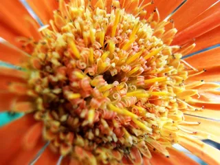 大丽花，开花，性质，红色，盛开，春天，花的