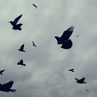 鸟，飞行，天空，翼，飞行，自然，羽毛