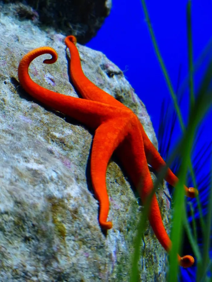海星，红色，红海星，aster科