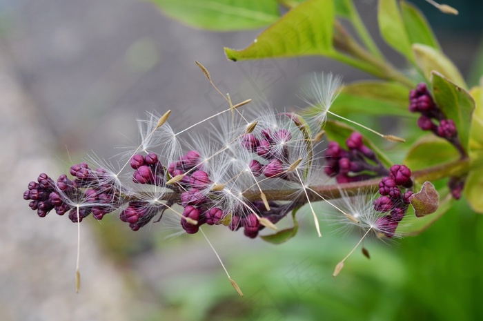 丁香，蒲公英，种子，芽，春天，性质，花卉