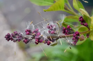 丁香，蒲公英，种子，芽，春天，性质，花卉