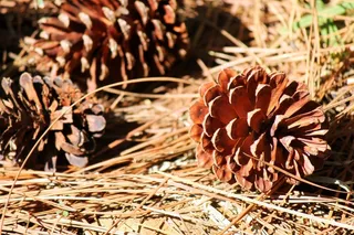 锥，松果，种子，下降，干，针叶树