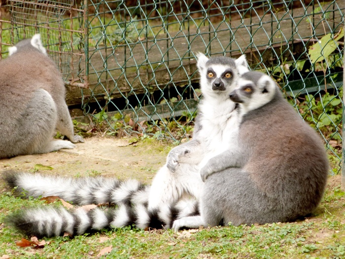 狐猴，动物园，动物，哺乳动物，拓荒，猴子，野生动物