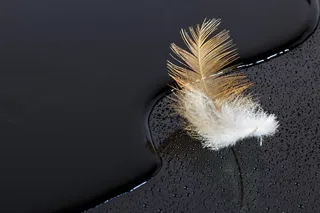 羽毛，水，水滴，抽象，黑色，特写