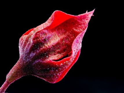 开花，花，红色，紫色