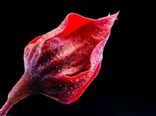 开花，花，红色，紫色