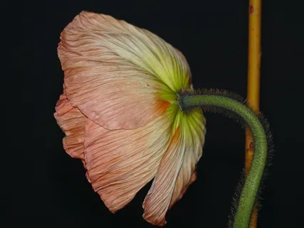 银莲花,开花,绽放,皇冠银莲花,粉红,绽放 银莲花,开花,绽放,皇冠银莲花,粉红,绽放