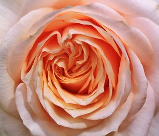 玫瑰，玫瑰，玫瑰绽放，开花，花，花，厂