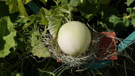 瓜，芽，水果，收获，秋季，春天，季节性