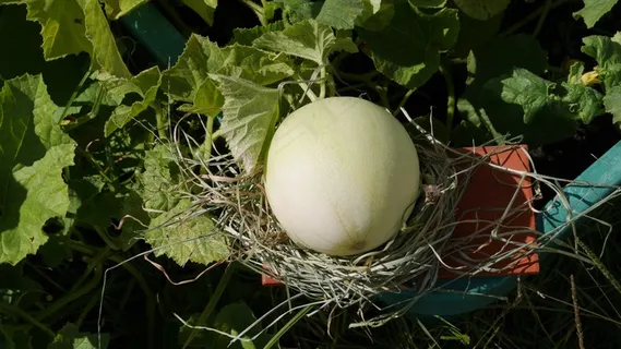 瓜,芽,水果,收获,秋季,春天,季节性 瓜,芽,水果,收获,秋季,春天,季节性