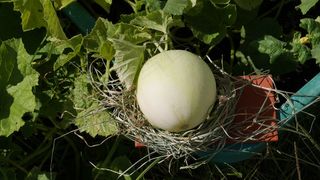 瓜，芽，水果，收获，秋季，春天，季节性